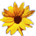 Beschrijving: sunflower